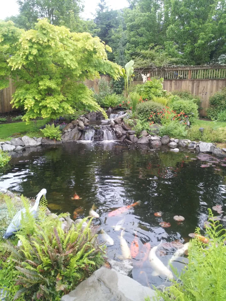 Ponds & Water Features project by Davidson's Landscape